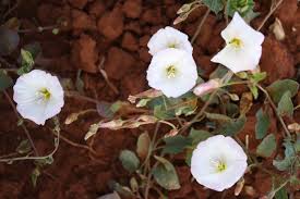 Attēlu rezultāti vaicājumam “Convolvulus arvensis flower”