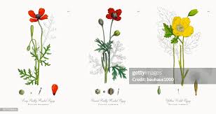 Attēlu rezultāti vaicājumam “Papaver argemone”