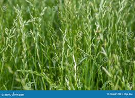 Attēlu rezultāti vaicājumam “Lolium perenne”