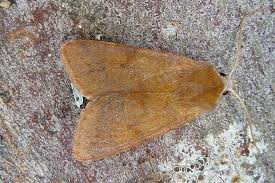 Attēlu rezultāti vaicājumam “Agrochola helvola imago”