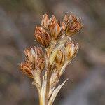 Attēlu rezultāti vaicājumam “Juncus squarrosus fruit”