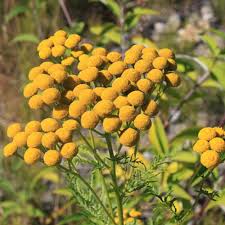 Attēlu rezultāti vaicājumam “Tanacetum vulgare flower”