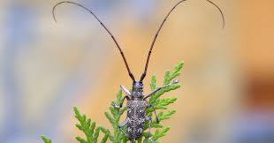 Attēlu rezultāti vaicājumam “Monochamus galloprovincialis”