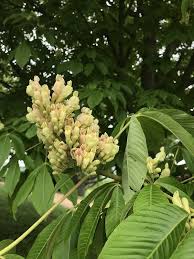 Attēlu rezultāti vaicājumam “Aesculus flava flower”