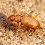 Attēlu rezultāti vaicājumam “Leistus ferrugineus”