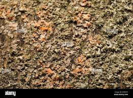 Attēlu rezultāti vaicājumam “Erythricium aurantiacum”