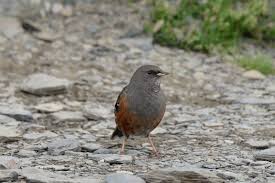 Image result for Prunella collaris