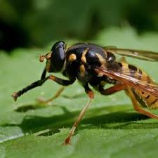 Attēlu rezultāti vaicājumam “Temnostoma vespiforme”