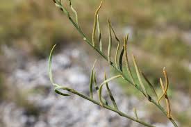 Attēlu rezultāti vaicājumam “Thesium ebracteatum”