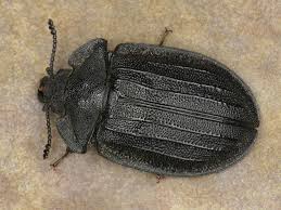 Attēlu rezultāti vaicājumam “Peltis grossa”