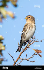 Image result for twite photo