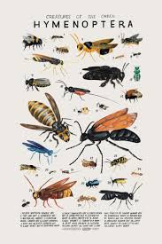 Attēlu rezultāti vaicājumam “Hymenoptera”