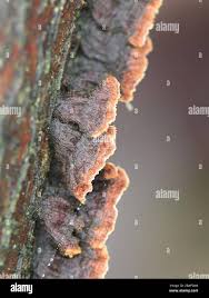 Attēlu rezultāti vaicājumam “Hymenochaete tabacina”