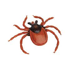 Attēlu rezultāti vaicājumam “Ixodes”