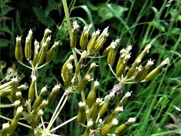 Attēlu rezultāti vaicājumam “Anthriscus sylvestris fruit”