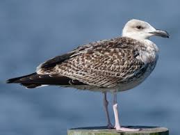 Attēlu rezultāti vaicājumam “Larus marinus”