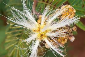 Attēlu rezultāti vaicājumam “Diderma radiatum macro”