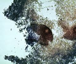 Attēlu rezultāti vaicājumam “Didymium verrucisporum stalked”