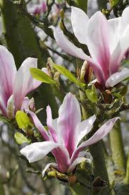 Attēlu rezultāti vaicājumam “Magnolia x soulangeana”
