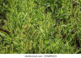 Attēlu rezultāti vaicājumam “Rumex maritimus leaf”