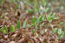 Attēlu rezultāti vaicājumam “Oxycoccus microcarpus leaf”