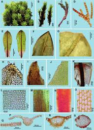 Attēlu rezultāti vaicājumam “Encalypta streptocarpa”