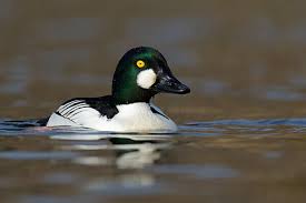 Attēlu rezultāti vaicājumam “Bucephala clangula male”