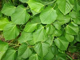 Attēlu rezultāti vaicājumam “Tilia platyphyllos subsp. cordifolia”
