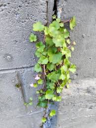 Attēlu rezultāti vaicājumam “Cymbalaria muralis leaf”