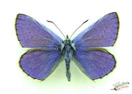 Attēlu rezultāti vaicājumam “Polyommatus icarus”