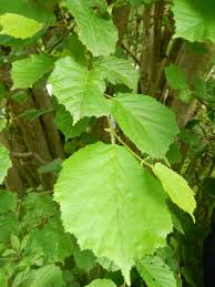 Attēlu rezultāti vaicājumam “Corylus avellana leaf”