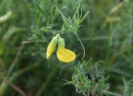 Attēlu rezultāti vaicājumam “Lathyrus pratensis flower”