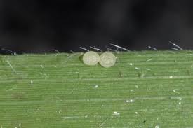 Attēlu rezultāti vaicājumam “Deltote bankiana”