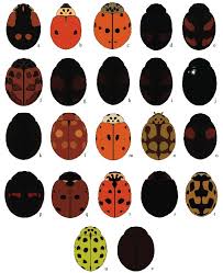 Attēlu rezultāti vaicājumam “Adalia bipunctata imago”