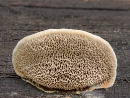 Attēlu rezultāti vaicājumam “Gloeophyllum trabeum”