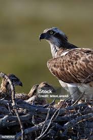 Attēlu rezultāti vaicājumam “Pandion haliaetus adult”