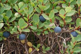 Attēlu rezultāti vaicājumam “Vaccinium uliginosum”