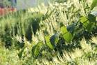 An invasive Japanese knotweed - via Daymix