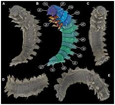 Attēlu rezultāti vaicājumam “Geocrypta galii larva”
