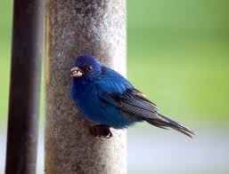 Image result for Passerina cyanea