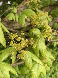 Attēlu rezultāti vaicājumam “Acer campestre flower”