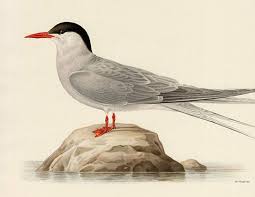 Attēlu rezultāti vaicājumam “Sterna”