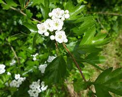 Attēlu rezultāti vaicājumam “Crataegus monogyna subsp. nordica”