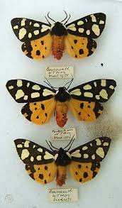 Attēlu rezultāti vaicājumam “Arctiidae”