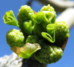 Attēlu rezultāti vaicājumam “Ginkgo biloba female flower”