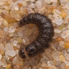 Attēlu rezultāti vaicājumam “Dermestes murinus”