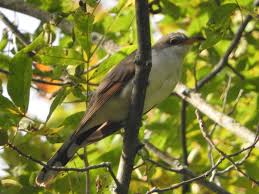 Image result for Coccyzus americanus