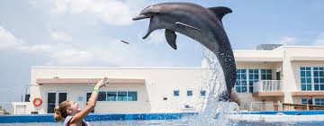 Image result for Adventure Dolphin