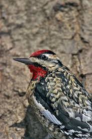 Image result for Sphyrapicus varius