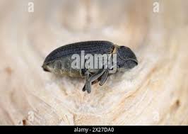 Attēlu rezultāti vaicājumam “Anobium pertinax”